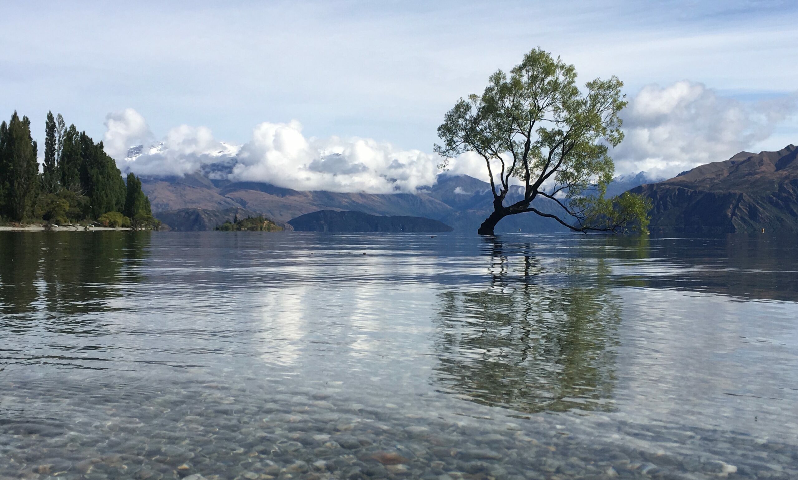 IMG_1813 wanaka tree
